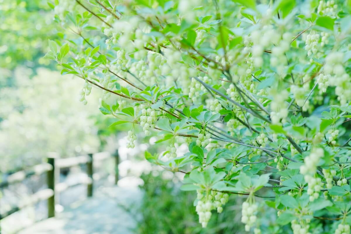 ドウダンツツジの育て方 植物図鑑プラントブック 庭木 観葉植物 花の育て方