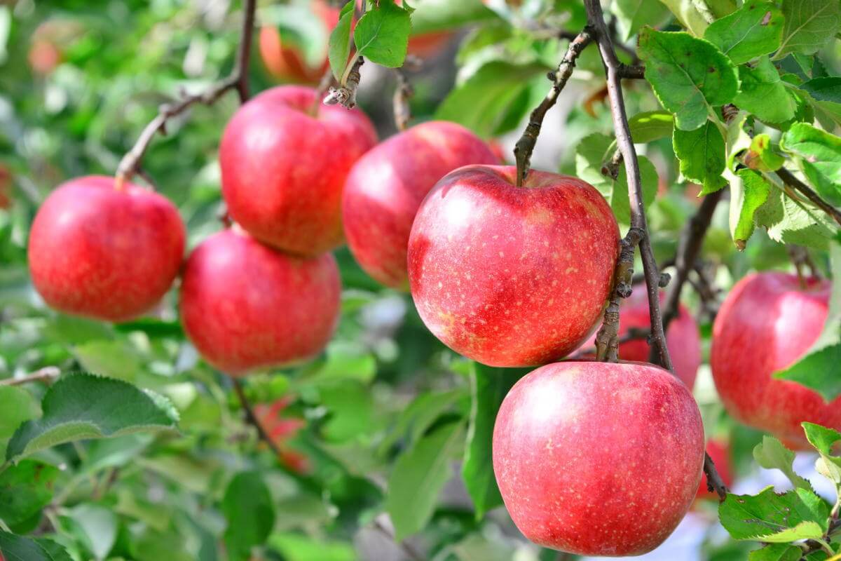 リンゴの木の栽培方法 植物図鑑プラントブック 庭木 観葉植物 花の育て方